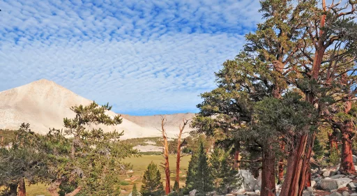 Are you as focused as a Bristlecone Pine?