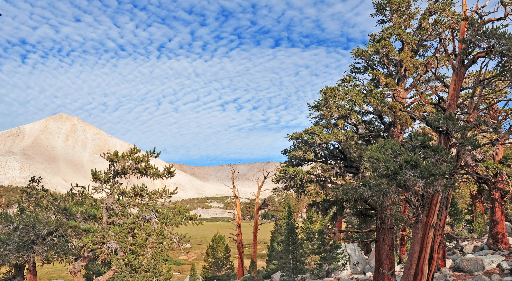 Bristlecone Pine